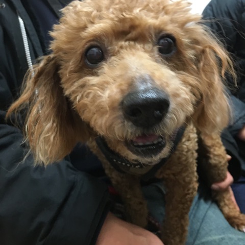 【今日の里帰りワンコ🐶雑種猫のくーちゃん💕、トイプードルのアポロ💕、チワワのまろちゃん💕】Ｎｏ２